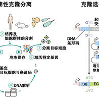 大阪大學設計出提取特定命運細胞的方法，有望應用於再生醫療及細胞進化等多種用途