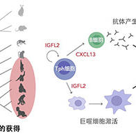 京都大學鑑定出類風濕關節炎中靈長類特異性的新型細胞介素，或為類風濕關節炎治療提供關鍵線索