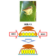 鳴門教育大學等發現椿象卵進化為細長形狀，源於親本抵禦外敵的需求
