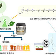 九州大學從核桃葉中發現抑制其他植物生長的新成分，有望開發出環保生物除草劑