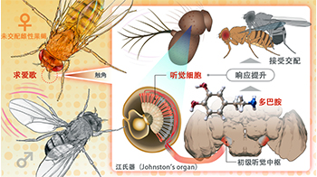 名古屋大學：雄性果蠅的求愛歌能否被雌性接受，關鍵在於雌性的多巴胺