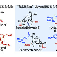 日本東北大學確立萜類天然產物衍生物的「自由」合成法，掌握藥物研發的關鍵