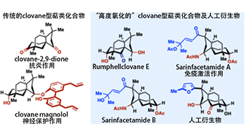 日本東北大學確立萜類天然產物衍生物的「自由」合成法，掌握藥物研發的關鍵