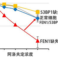 東京都立大學揭示細胞對核苷類似物「阿洛夫定」細胞毒性的抵禦機制，有望開發新型抗癌藥物