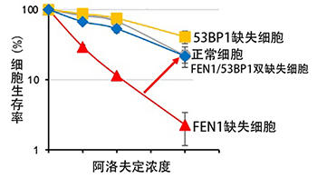 東京都立大學揭示細胞對核苷類似物「阿洛夫定」細胞毒性的抵禦機制，有望開發新型抗癌藥物