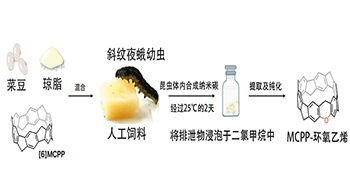 理化學研究所提出新型分子創製理論：在昆蟲體內合成獲得螢光特性的奈米碳，異物代謝酶參與反應