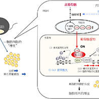 日本東北大學與秋田大學：糖是「生成新脂肪細胞的開關」，明確了決定脂肪積累方式的關鍵酶