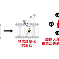靜岡縣立大學等發現可增強抗生素活性的新型酶，運用AI實現結構優化強化酶功能