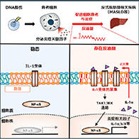 日本東北大學等發現反式脂肪酸加速老化與發炎的機制，有望推動生活習慣病發病預防與治療策略的開發