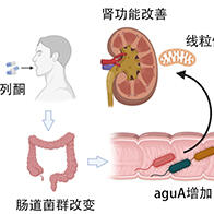 日本東北大學等全球首次通過臨床試驗證實，便秘治療藥可抑制慢性腎臟病的惡化