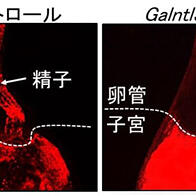 熊本大學闡明精子在子宮內游動的機制，有望推動男性不育症分子診斷方法及避孕劑研發