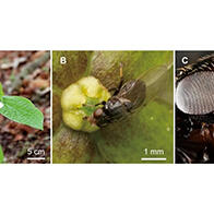 東京大學發現螞蟻擬態花,通過「受傷螞蟻」的氣味吸引傳粉者