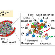 北陸先端科學技術大學院大學開發出癌症光免疫治療用多功能液體金屬奈米化合物,通過乳酸菌與液體金屬的融合實現癌症的視覺化、診斷及治療一體化