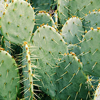 日本中部大學:食用刺梨仙人掌可改善脂質代謝,健康功效獲科學證實