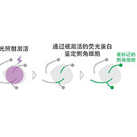 理研：對氣味的好惡感知由不同的神經廻路結構產生