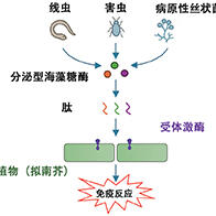 理研揭示植物識別寄生線蟲的機制，鑑定出引發免疫反應的關鍵肽與接受者