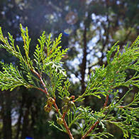 筑波大學研究發現：日本和臺灣的天然扁柏於100萬年前發生遺傳分化