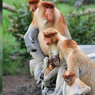 長鼻猴的雄性：碩大鼻子造就個性聲音，用於彼此識別？