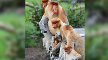 長鼻猴的雄性：碩大鼻子造就個性聲音，用於彼此識別？