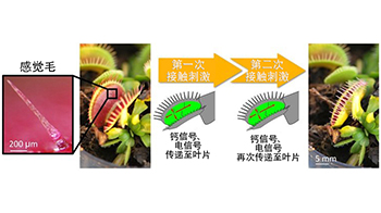 埼玉大學與基礎生物學研究所證明：「植物也有感覺」
