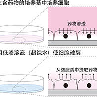 九州大學研發出細胞破裂後5秒內提取細胞質的方法，實現癌細胞藥物攝取量的簡便直接測量