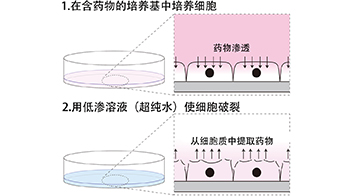 九州大學研發出細胞破裂後5秒內提取細胞質的方法，實現癌細胞藥物攝取量的簡便直接測量