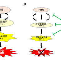 廣島大學發現問荊提取物的鎮痛效果，有望推動新型口腔護理產品的開發