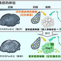 理研和九州大學：明確「選擇性保留記憶」的生理機制，深刻印象與重複經歷是不遺忘的「心靈便簽」