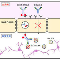 突破「血腦障壁」，長崎大學等成功開發出清除蜱傳腦炎病毒的抗體
