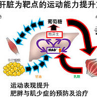 日本東北大學發現肝臟糖異生決定運動能力，提出提高運動耐力的新方法，有望助力防治肥胖與肌少症