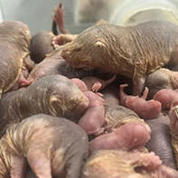 東京大學：以「女王」為核心的裸鼴鼠群社會分工不同，其中工鼠有6種類型