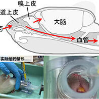 岡山大學經鼻給藥同時改善性慾和精子功能，為男性性功能障礙治療帶來曙光