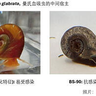 日本中部大學成功實現血吸蟲媒介螺的基因編輯，有望為每年導致20萬人死亡的血吸蟲症開發新療法