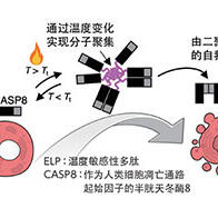 通過溫度變化操控細胞功能的分子工具，在參與程式性細胞死亡的酶中確認到效果