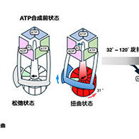 京都產業大學通過冷凍電鏡解析「生命能量之源」ATP合成機制，有望推動膜蛋白研究與新藥研發