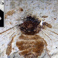 慶應義塾幼稚舍與京都產業大學在250萬年前地層中發現新種蜜蜂化石，填補進化史空白