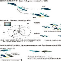 琉球大學等發現精子間競爭關係到壽命及基因表現，並通過非洲古代湖魚證實