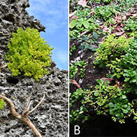 日本東北大學在吐噶喇列島和與論島發現新種景天屬植物，秋季開花且器官與近緣種存在明顯差異