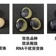 東京農工大明確鞍掛大豆雙色花紋的形成機制，發現槲皮素介導的基因表現調控