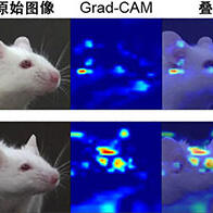東京大學通過小鼠表情自動判定疼痛，助力動物福利