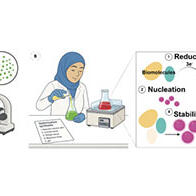 大阪大學等確立使用微藻的環保金奈米粒子合成法，無需有害藥品一步即可合成