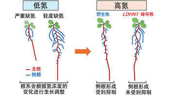 九州大學闡明植物資訊信號傳遞機制：氮含量過高會抑制根系生長