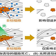 岡山大學通過光照使細胞內鹼化成功消除癌腫瘤，有望實現副作用更小的癌症新療法