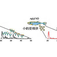 理研發現魚類特有的卵巢特異性糖鏈代謝機制，助力理解魚類生理學與發育原理
