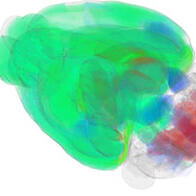 東京大學發現小鼠大腦80%區域存在「近日節律」，為睡眠研究開闢新路徑