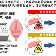 京都大學等闡明腦卒中後的恢復機制，腦前驅細胞在低氧環境下有血管新生機能
