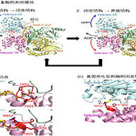 東京大學與順天堂大學：利用全基因組分析與AI，查明疑難疾病病因