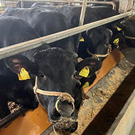 三重大學開發出支持黑毛和牛育肥的新技術，利用「科學×AI」從糞便預測消化效率