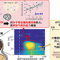 東京大學：嗅聞氣味後隨即的腦活動決定氣味辨別能力