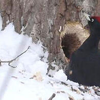 東海大學與北海道綜研發現：札幌的黑啄木鳥將市郊落葉松人工林作為採食場，在樹幹上挖洞改變環境
